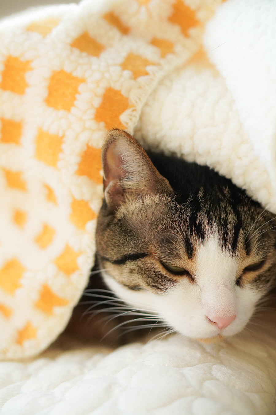 Cat Blankets Ocatnip